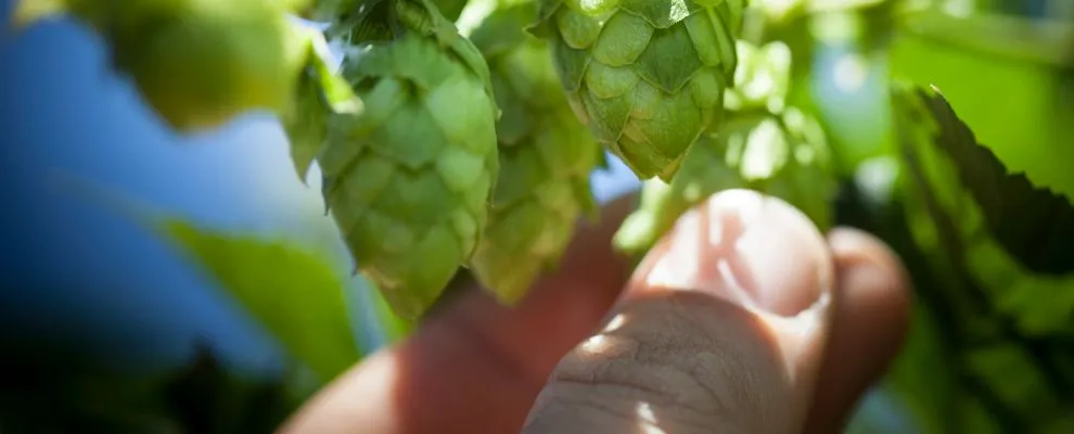 hopfen-selbst-anbauen