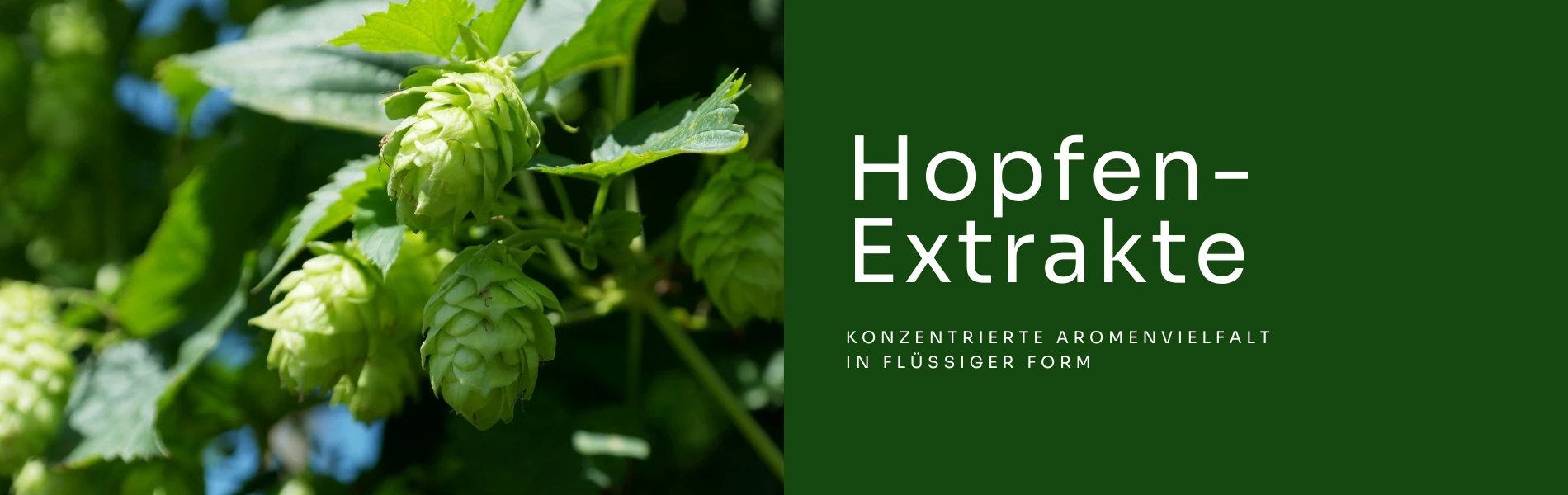 Hopfen-Extrakt